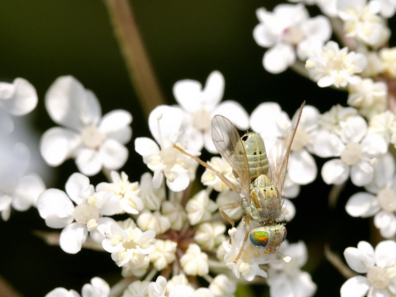 Terellia serratulae ♂ (Tephritidae)